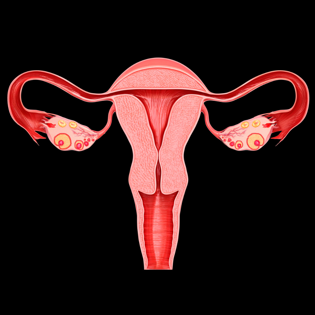 Uterus related diseases & Treatments at Suprem Multispeciality Hospital Nashik 3